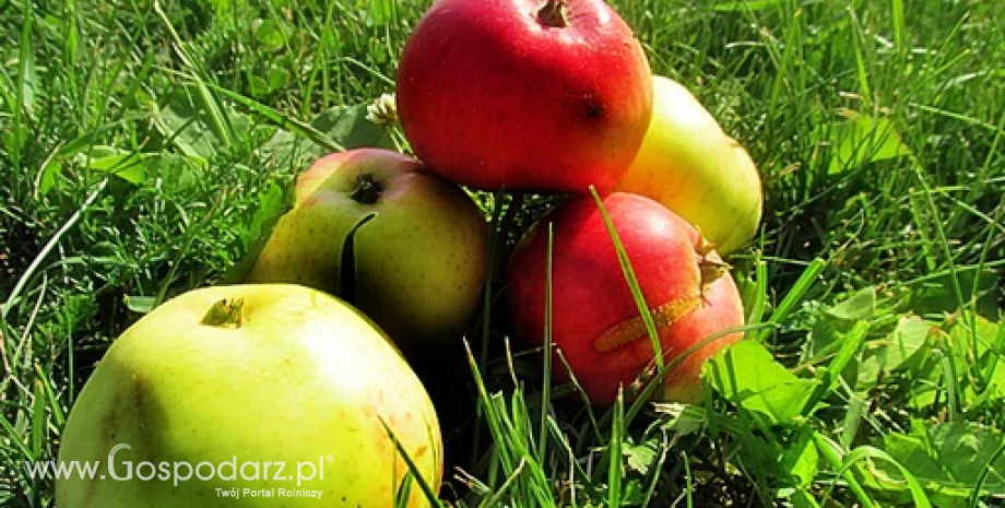 Zapasy jabłek w Polsce (marzec 2015)