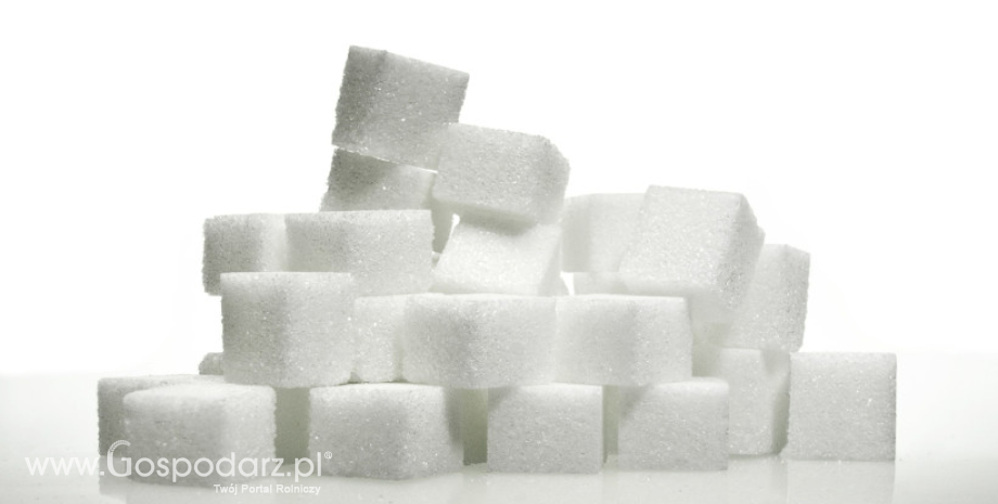 22% wzrost produkcji cukru