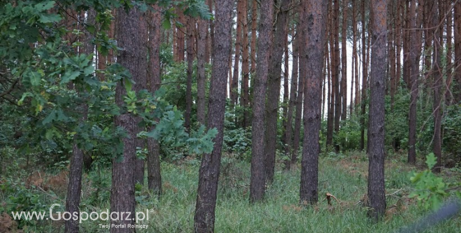 Ponad tysiąc hektarów do zalesienia