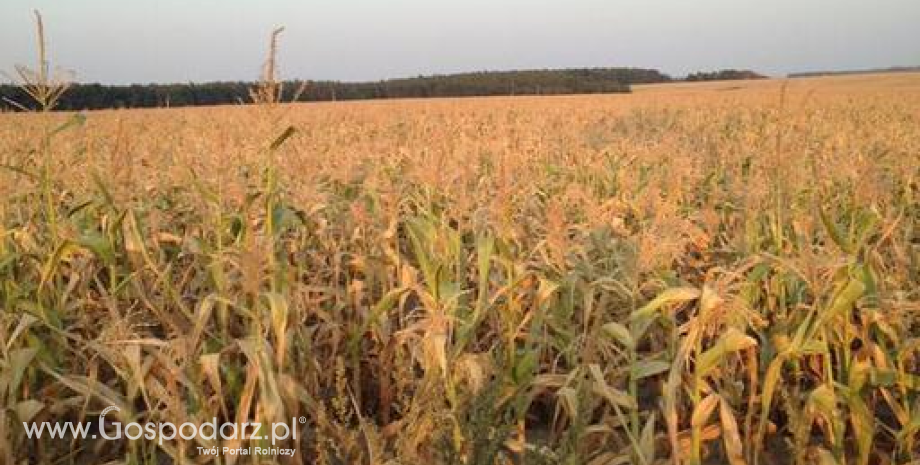 Prognozy zbiorów kukurydzy w dół do 966 mln ton