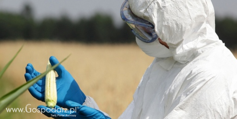 ComEnvi przeciwna możliwości zakazu importu GMO