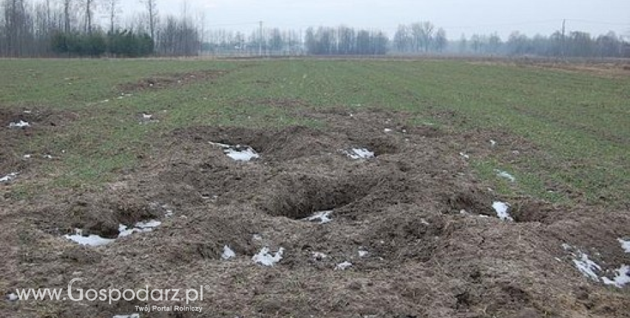 Rolnicy otrzymują znacznie pomniejszone odszkodowania. Potrzebna interpretacja przepisów