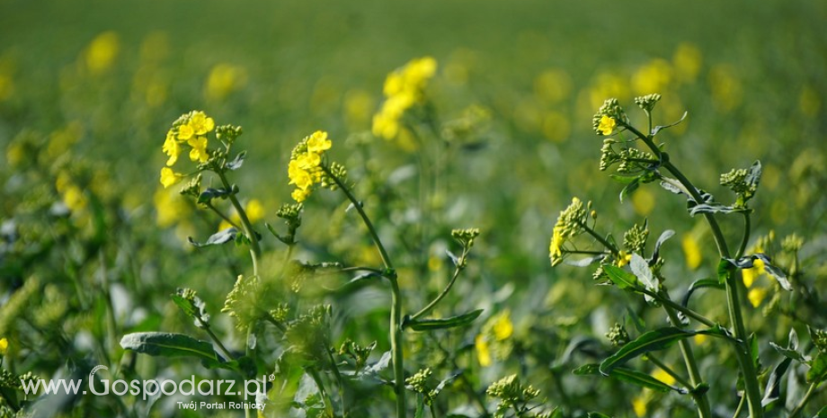 Szacunki plonów rzepaku poniżej ubiegłorocznych