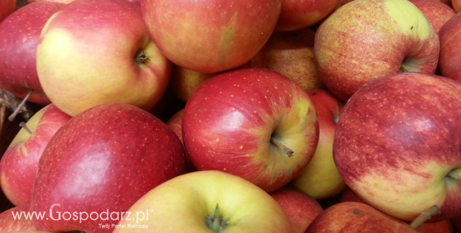 Niskie zapasy jabłek na unijnym rynku