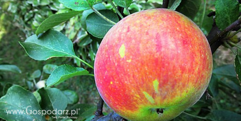 Jabłka dominują w unijnym eksporcie owoców i warzyw do krajów Zatoki Perskiej