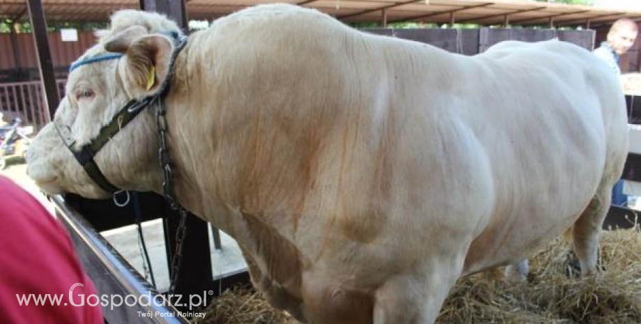 Superczempiony, czempiony i wiceczempiony bydła mięsnego XX Regionalnej Wystawy Zwierząt Hodowlanych w Szepietowie