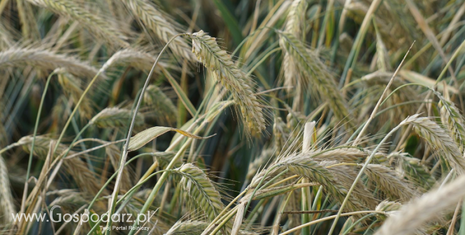Notowania zbóż i oleistych. Amerykańska pszenica i unijne zboża straciły na wartości (3.10.2016)