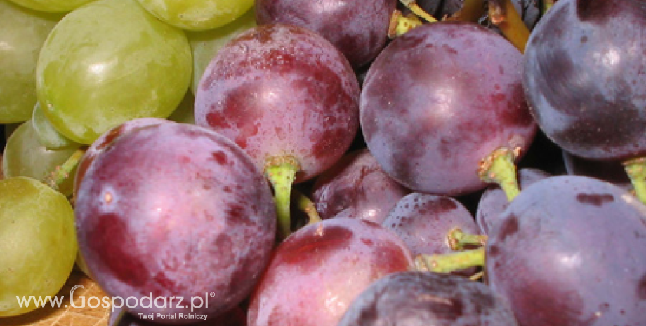 Import warzyw i owoców z Chile. W 2015 r. najwięcej sprowadzono jabłek i winogron