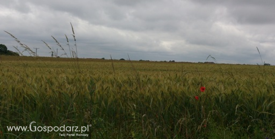 Notowania zbóż. Kontrakty na zboża na CBoT wzrosły o blisko 1% (20.01.2015)