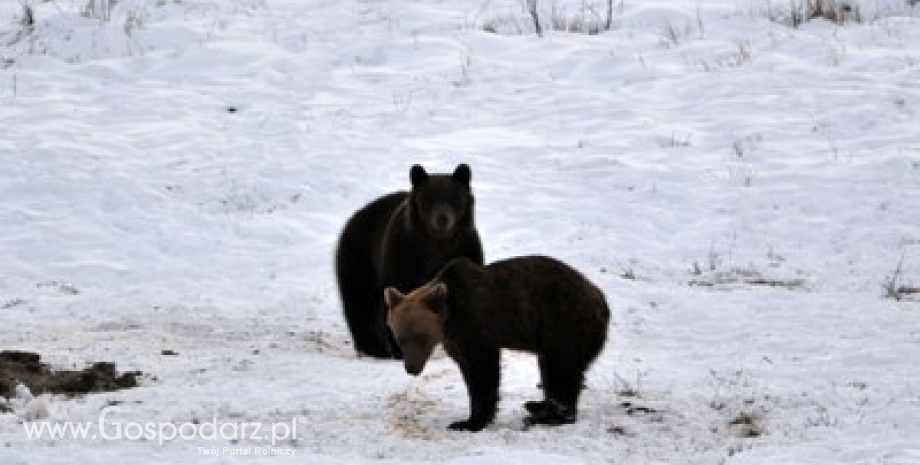 Niedźwiedzie coraz częściej spotykane