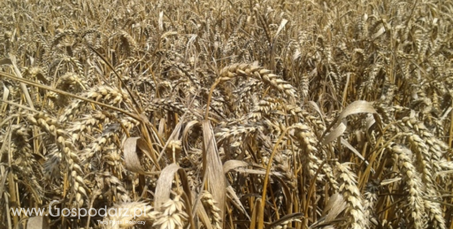Notowania zbóż i oleistych. Tylko pszenica na Matif wyłamała się ze spadkowego trendu (25.08.2016)