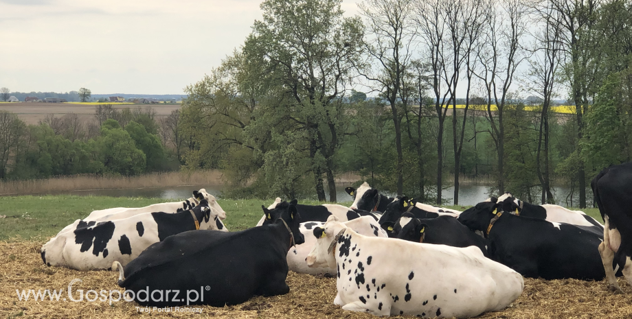 Hodowla bydła a zmiany klimatyczne