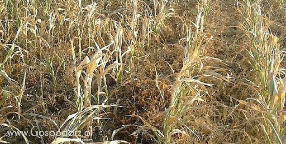 Argentyna: Kukurydza ucierpi z powodu suszy