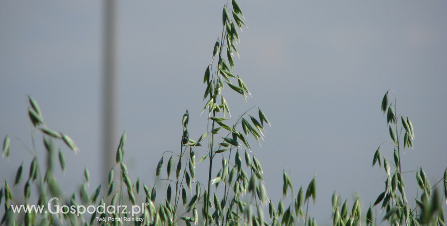 Notowania zbóż na giełdach światowych 22.08.2012