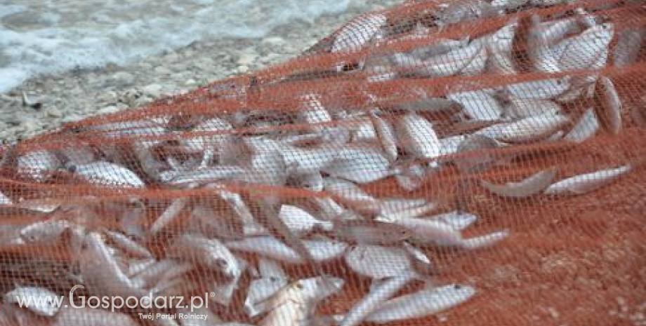 Obowiązek wyładunku ryb złowionych w Bałtyku