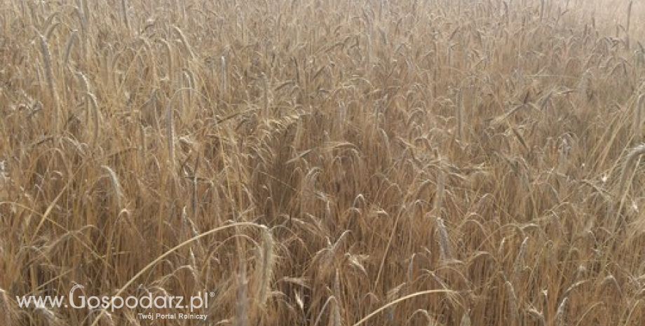 Notowania zbóż. Po wzrostach dziś na Matif powinno być spokojne (19.01.2015)