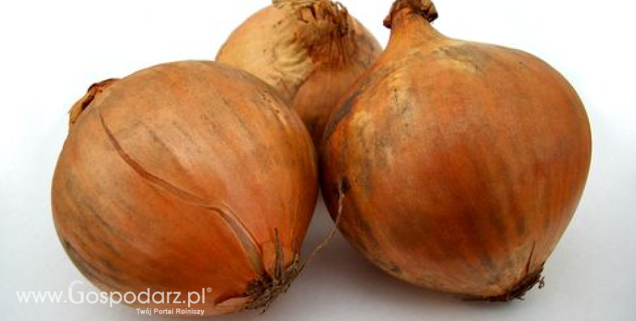 Holandia największym eksporterem cebuli na świecie