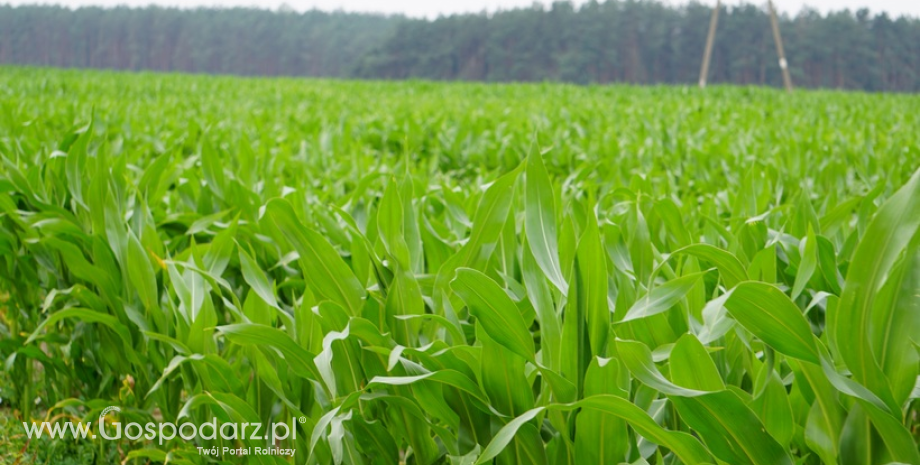 Krajowa produkcja kukurydzy
