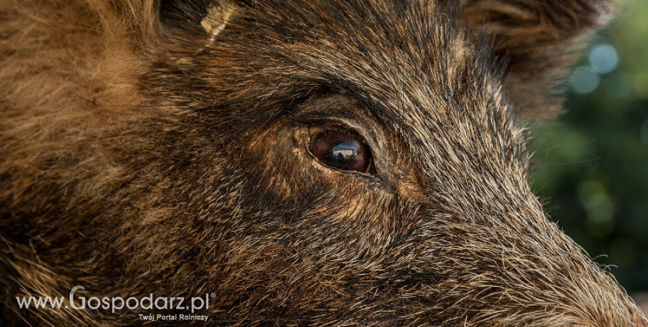 Następne 10 przypadków afrykańskiego pomoru świń (ASF) u dzików