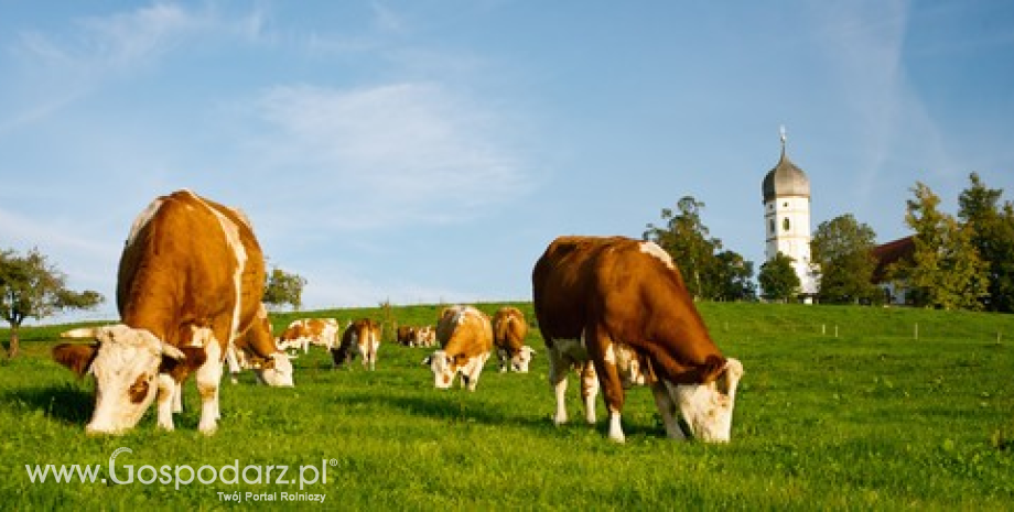 Spadek produkcji bydła w Unii Europejskiej (I-V 2013)