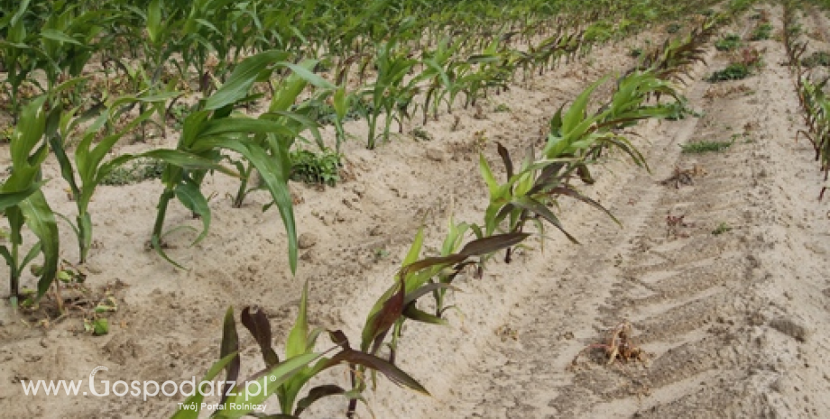 Notowania zbóż. Przeceny kukurydzy i soi na CBoT (30.12.2014)