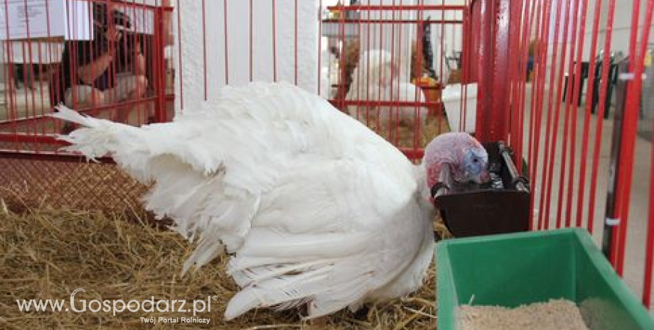 Ceny żywca wieprzowego, wołowego, drobiowego w Polsce (06-13.09.2015)