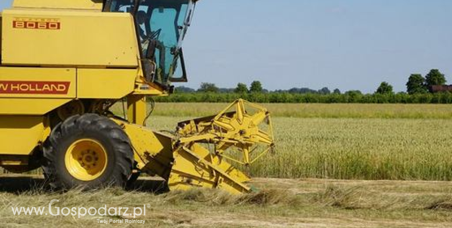 Opóźnienia w żniwach zbóż i rzepaku w Niemczech