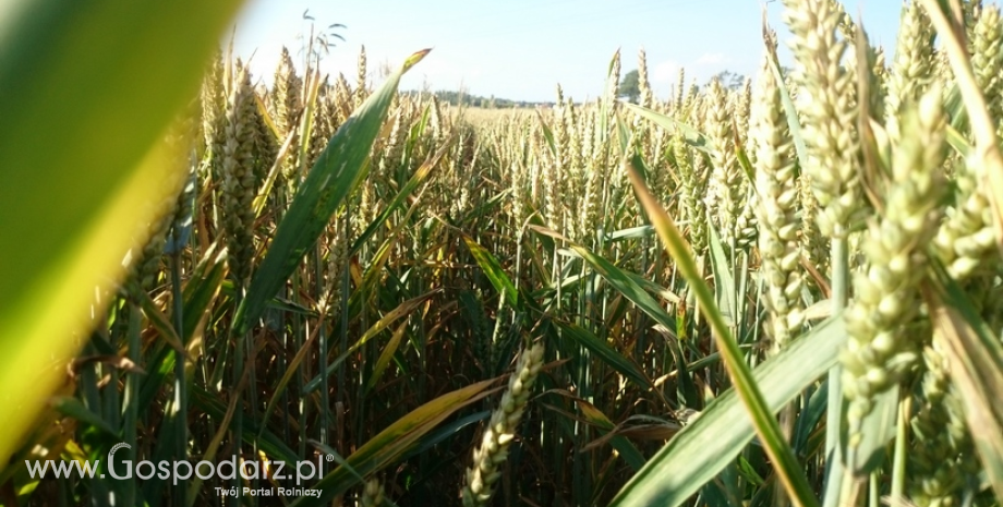 Symbolicznie wzrosły prognozy światowej produkcji i zapasów pszenicy