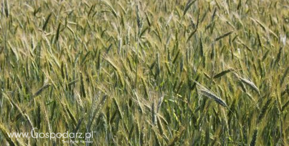 Wzrost eksportu zbóż z Ukrainy