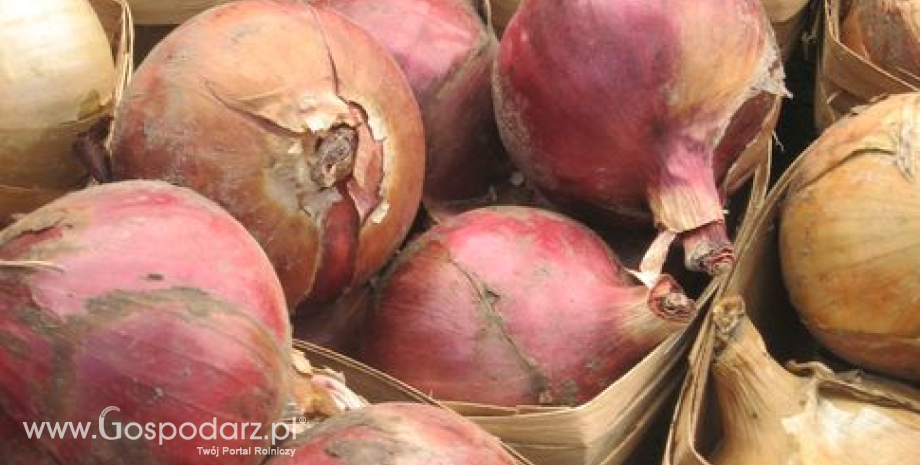Ziemniaki, cebula i kapusta tańsze o 50% w relacji do 2013 r. Pomidory i ogórki będą tanieć