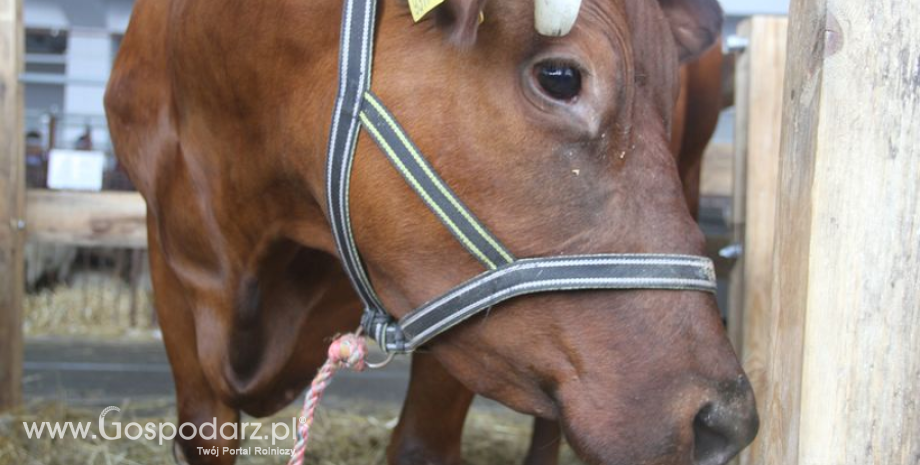 Zwrot części kosztów ubezpieczenia zwierząt – kolejny nabór na „Zarządzanie ryzykiem”