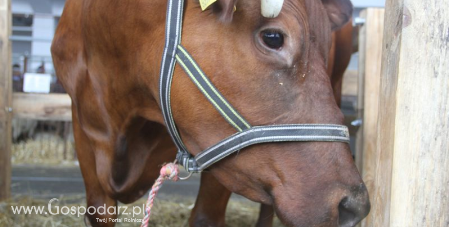 Pogłowie bydła według stanu w grudniu 2021 r.