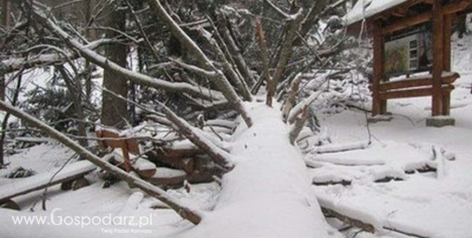 Padła 
