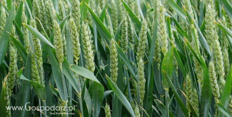 Krajowa produkcja zbóż pobije w tym roku rekord? - prognozy KE