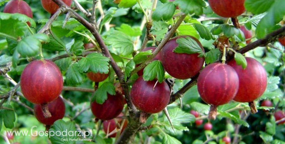 Ceny jabłek, czereśni, agrestu, truskawek i czerwonych porzeczek w Polsce (02-09.07.2013)