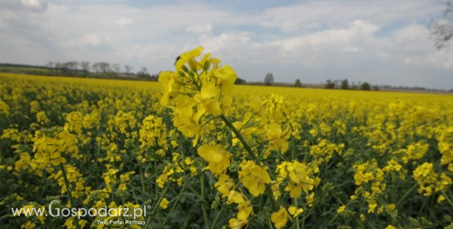 SG: Prognoza produkcji oleistych w sezonie 2014/15. Większa produkcja rzepaku