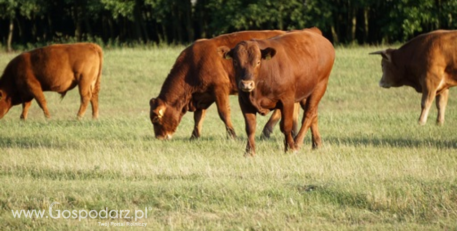 W 2015 r. średnia cena bydła rzeźnego w ubojniach wyniosła 5,97 zł/kg