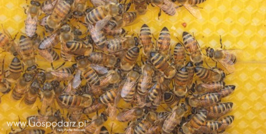 Brak dotacji prawdziwym zagrożeniem dla pszczół
