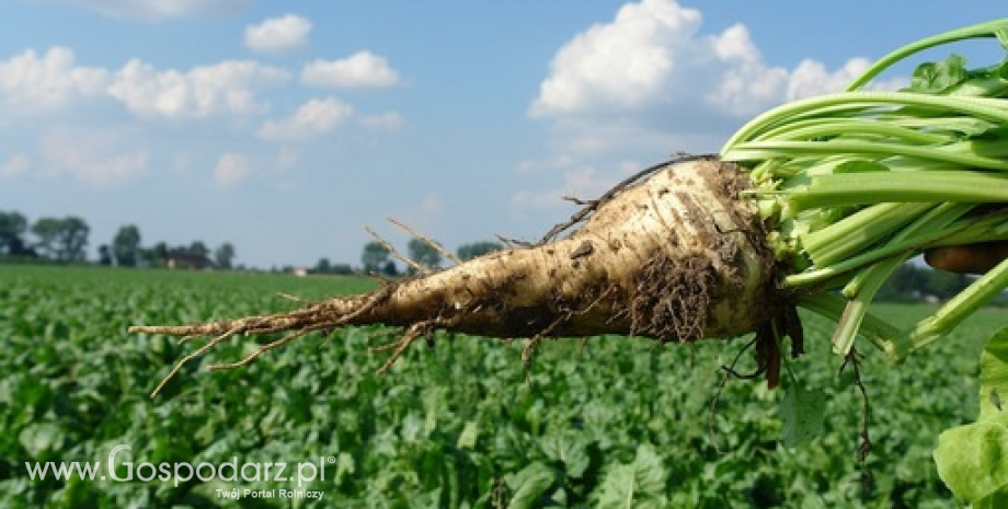 Zbiory buraków cukrowych będą o 17% niższe od ubiegłorocznych