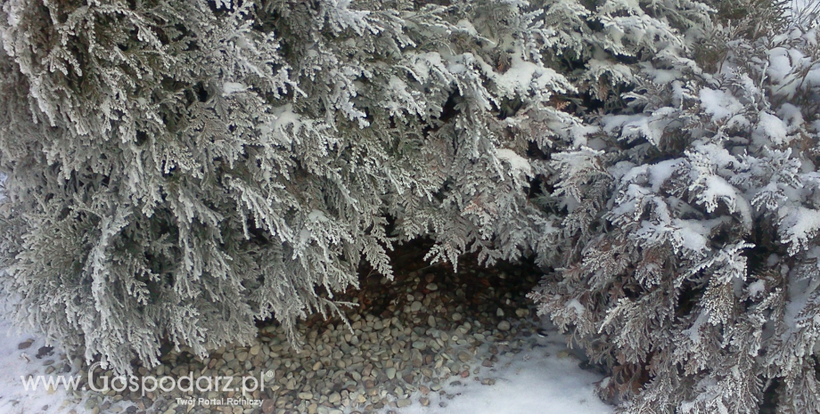 Pierwszy śnieg tej jesieni