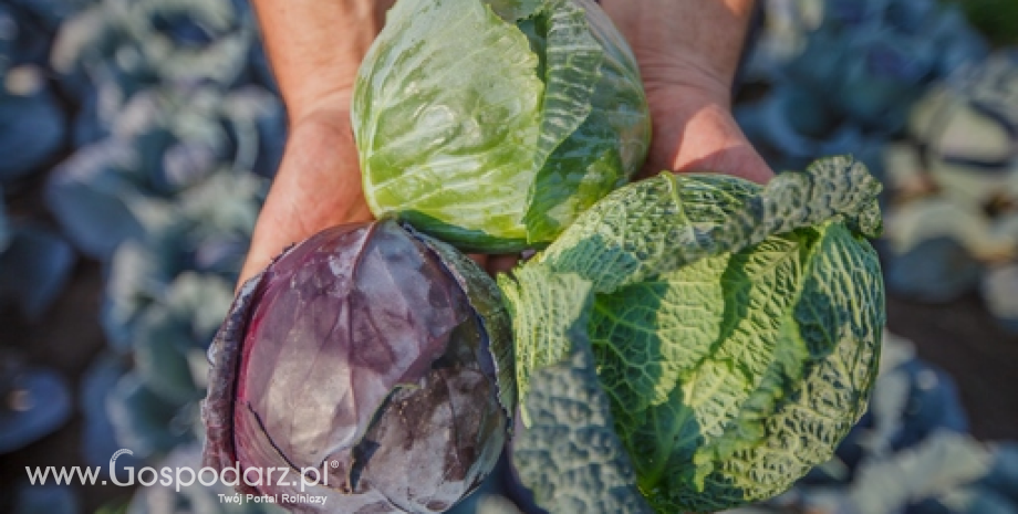 Zbiory warzyw w 2014 roku wzrosły o 15%