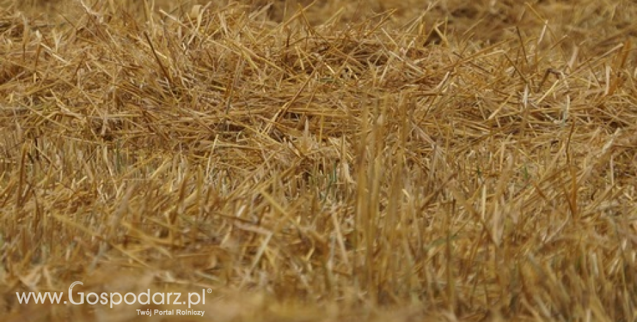 Ceny zbóż z dostawą do portów (16.09.2014)