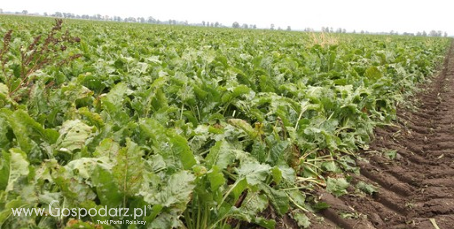 Zbiory buraków cukrowych w Rosji nieco gorsze, ale wyższa będzie produkcja cukru