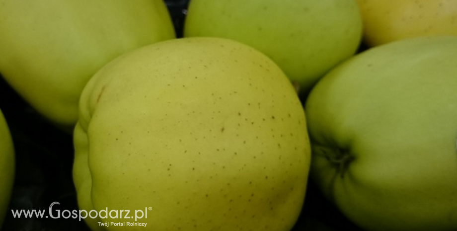 Zbiory jabłek na świecie. Chiny największym producentem i konsumentem tych owoców