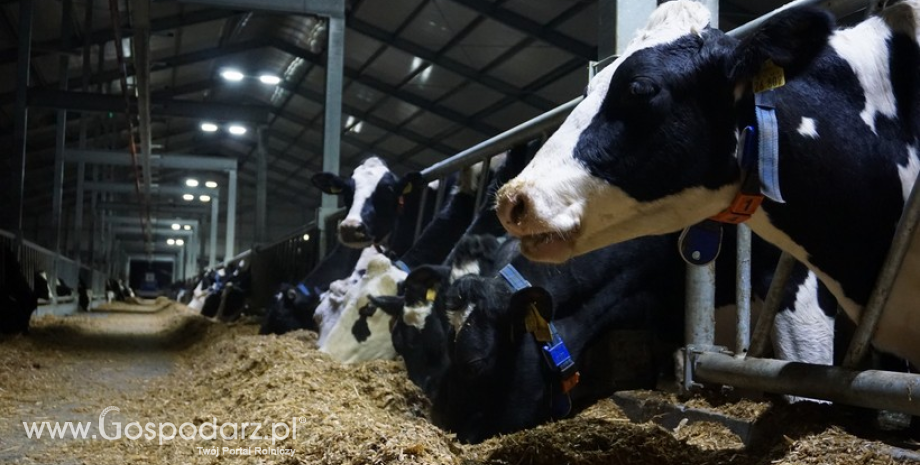 Szczegóły pomocy dla hodowców i producentów mleka