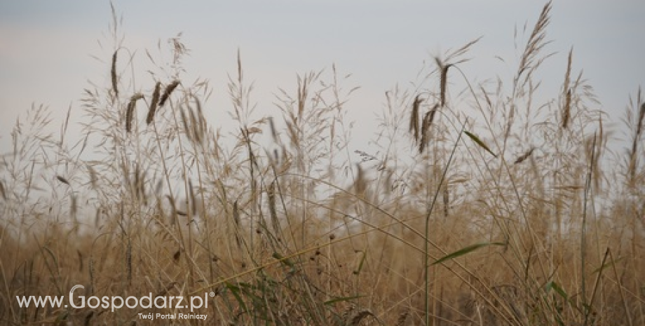 Niższa produkcja zbożowa w sezonie 2015/2016