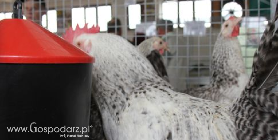 Ukraiński drób trafi do Serbii?