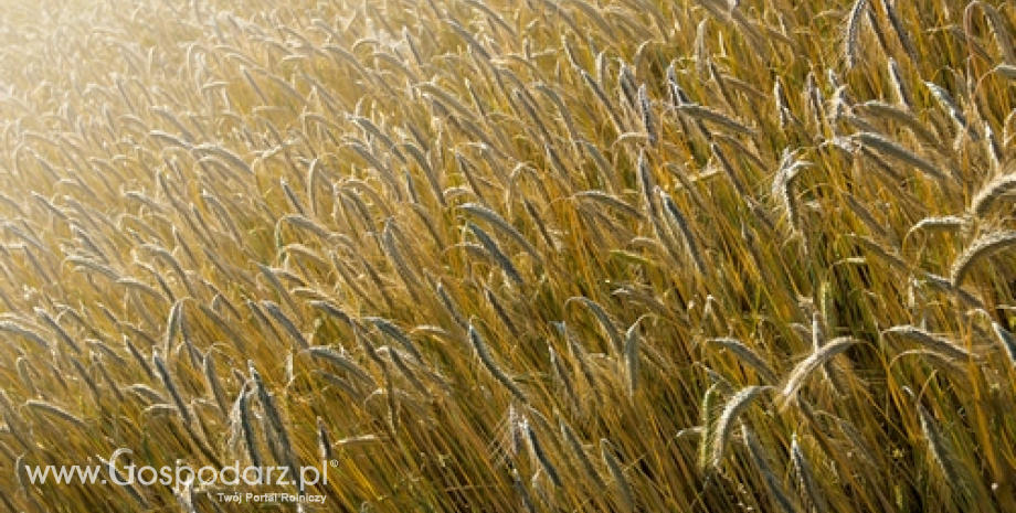 Szykuje się rekordowa produkcja zbóż na świecie