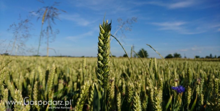 Spora przecena unijnej pszenicy i rzepaku