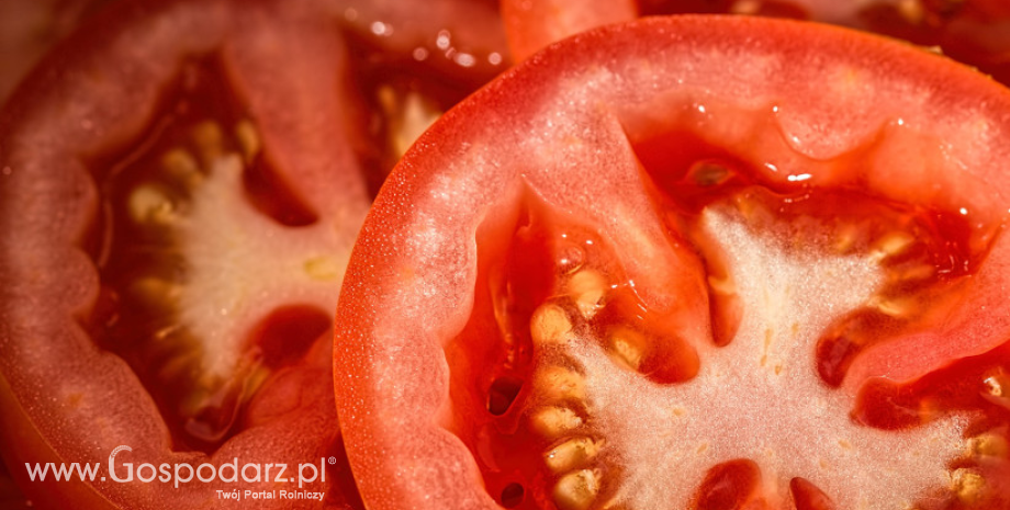 Plantacjom pomidorów gruntowych zagraża alternarioza pomidora